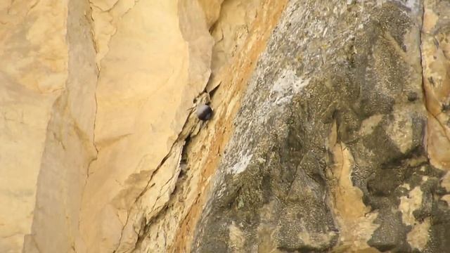 Wallcreeper - Nov 2014