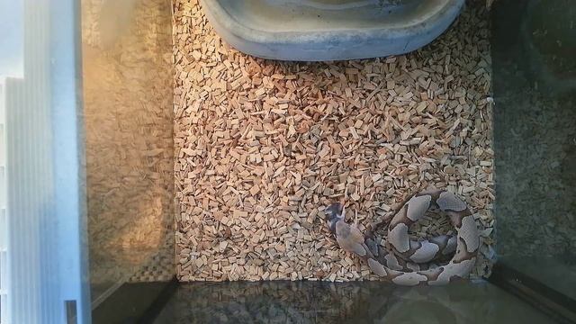 Copperhead (Agkistrodon contortrix) eats frozen mice