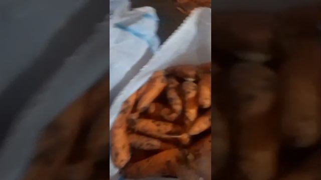 Морковь от фермера оптом без посредников
ВОЛГОГРАД