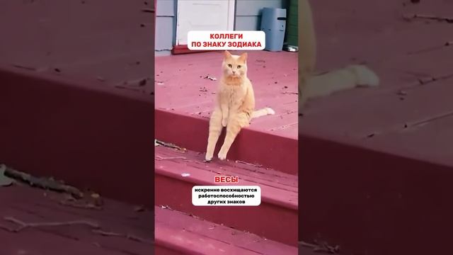Коллеги по знаку зодиака