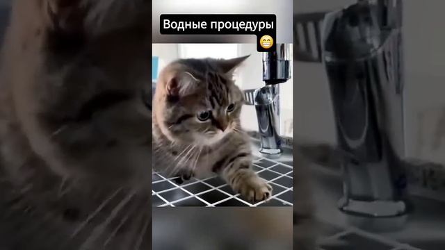 Котики и вода