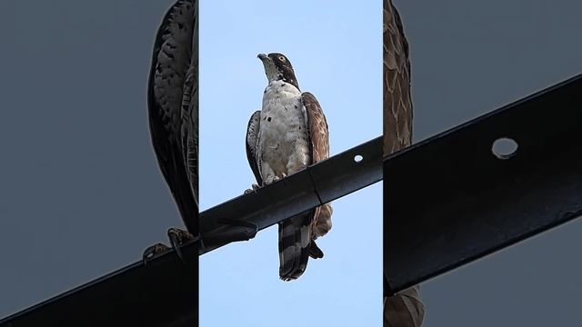 Crested Honey Buzzard juvenile