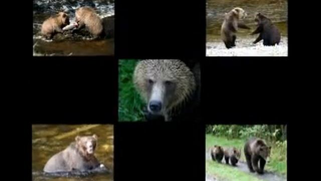 Sailcone's Grizzly Bear Lodge