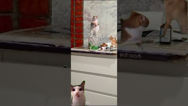 My cats when the owner is not at home- мои коты когда меня нет дома