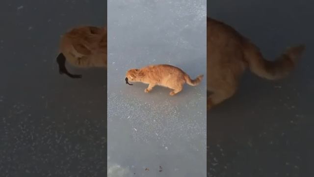 Лучший рыбак😁