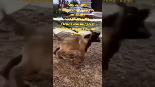 Собаки подчиняются только лидерам #воспитаниесобак #социализациясобак #консультацияонлайн