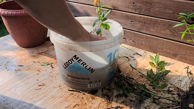 ПОРА ЗАНИМАТЬСЯ ФЛОКСАМИ - ДЕЛИМ
ВЗРОСЛЫЙ КУСТ!
