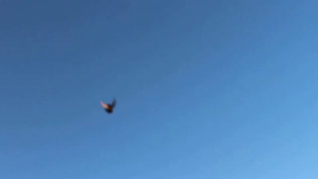 Николаевские высоколетные торцевые голуби