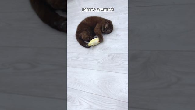 Все коты дуреют с этой прикормки #питомцы
