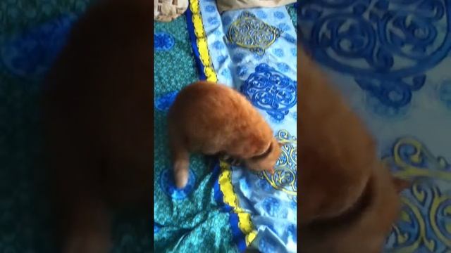 Кот Степа против хорька