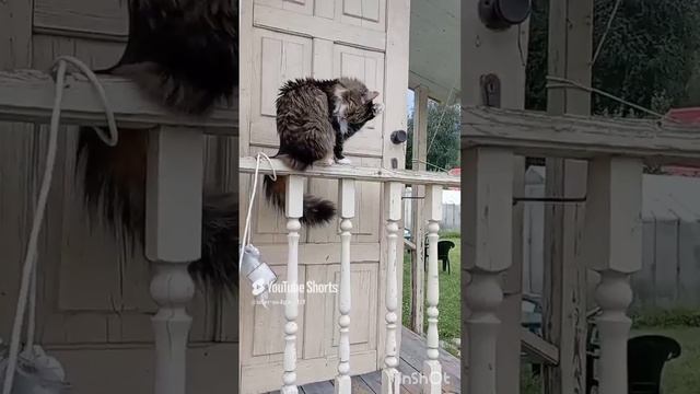 Барсику классно было на даче.