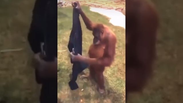 Fashion orangutan
