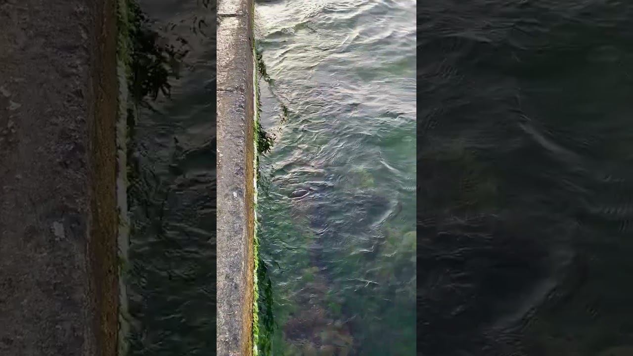 Морские волны плескаются о бетонный парапет, морское дно с водорослями, шум моря #sea #seawaves