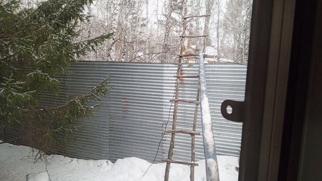 Белки толпой в дом бегут.