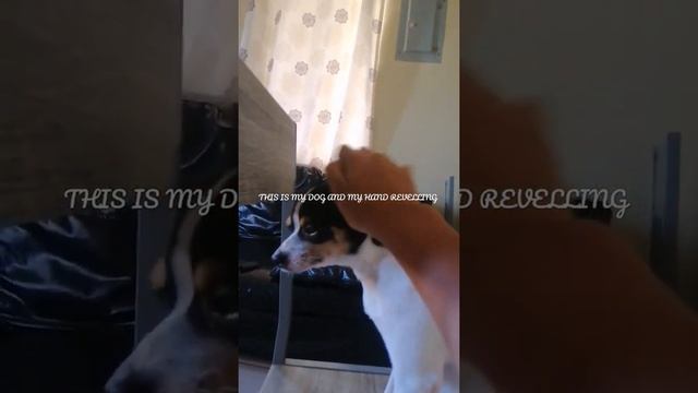 THIS IS MY DOG AND MY HAND REVELLING PLS SUBSCRIBE