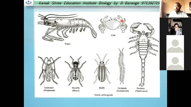 ARTHROPODA NCERT 11 BIOLOGY BY D BARANGE SIR