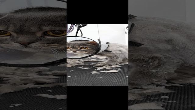как стригут кота четвёртая часть