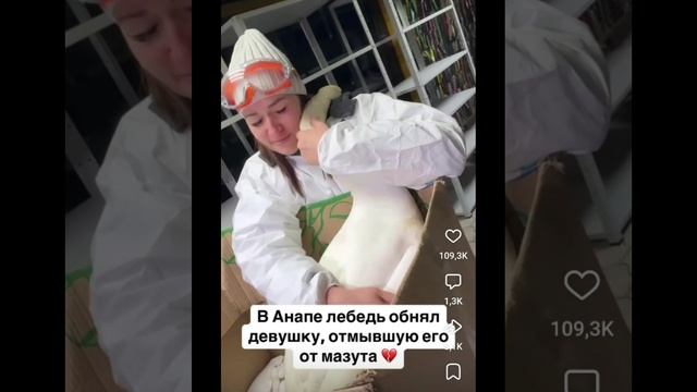 В Анапе лебедь обнял девушку, отмывшую его от мазута