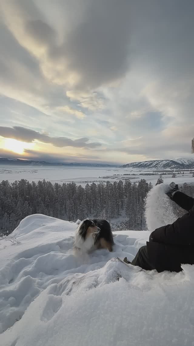 😍

#алтай #республикаалтай #жизньвгорахалтая #животные #колли