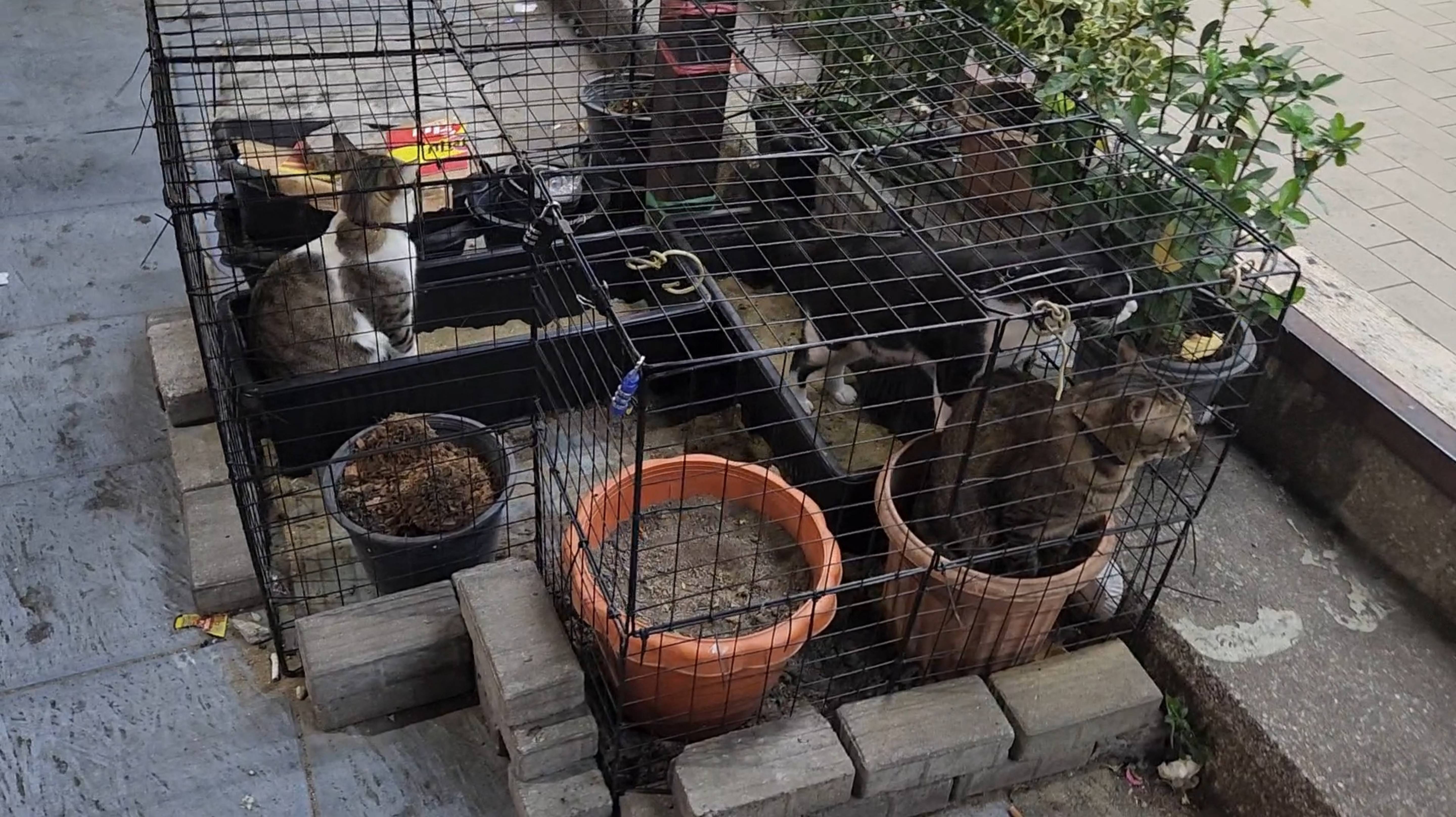 Кошки 🐱 на горшках