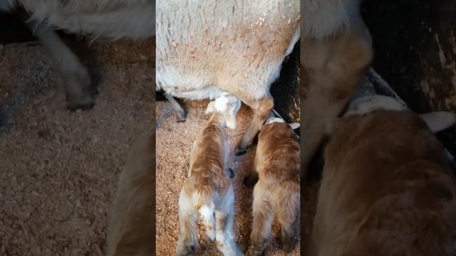 Катумцы новорожденые
