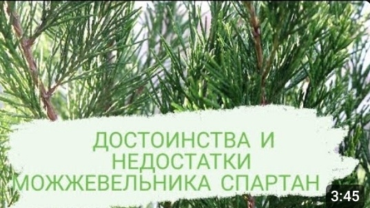 ДОСТОИНСТВА И НЕДОСТАТКИ МОЖЖЕВЕЛЬНИКА КИТАЙСКОГО СПАРТАН!