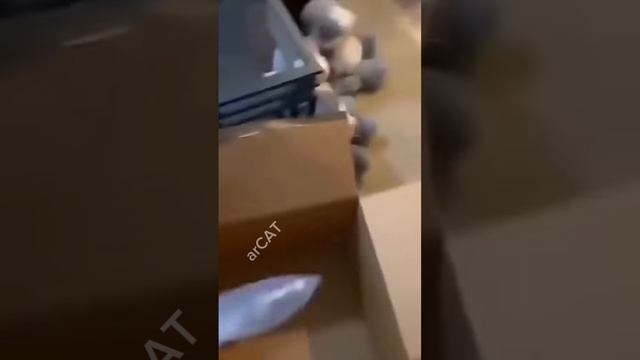Смешные животные