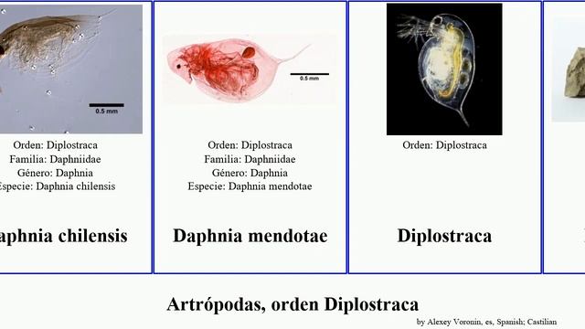 Artrópodas, orden Diplostraca arthropoda chilensis Cercopagis Daphnia Laevicaudata Moina Dan