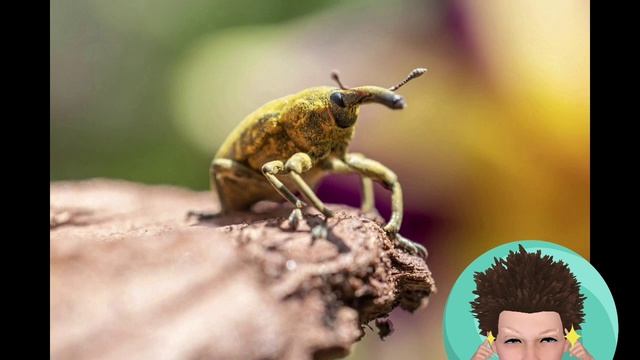Весёлая помощь в запоминании классической поэзии Некрасова.