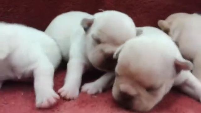 Cream puff french bulldog males