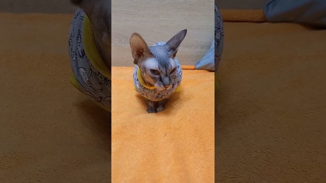 История кошки Моти