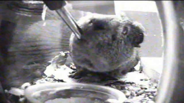 Guinea Pig Drinking Water on Hidden Camera starring Clarence