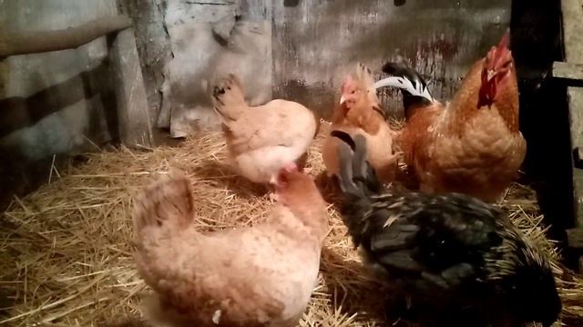 Царскосельская, Амераукана, Павловская породы кур!!!!, Куры моего хозяйства!!!