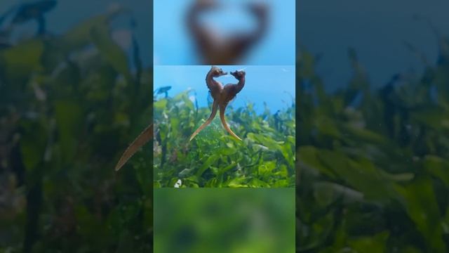 Вынашивает и рожает самец. Морские коньки