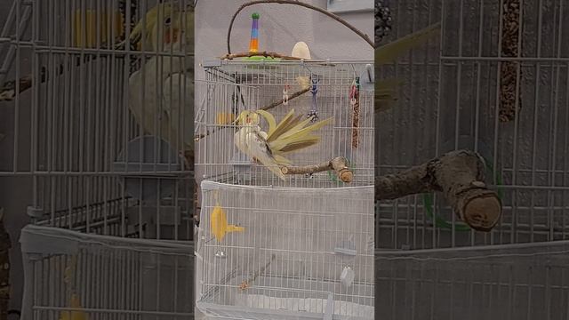 Попугай корелла чистит хвост и перья
