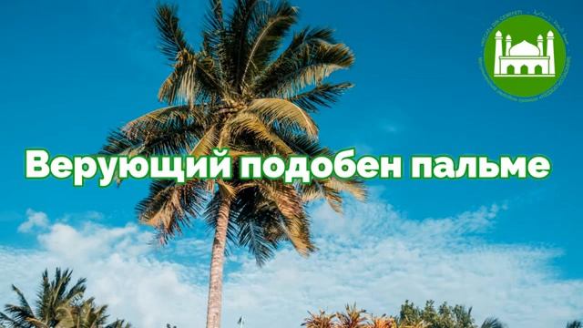 Верующий подобен пальме.  Абу Яхья Крымский