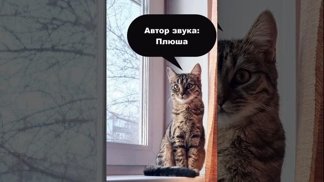 Шипение Плюши