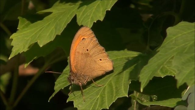 Navadni lešnikar - Maniola jurtina (Linnaeus, 1758)