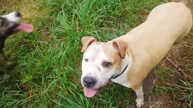 Tcenniy Prize Amstaff, 11.08.21