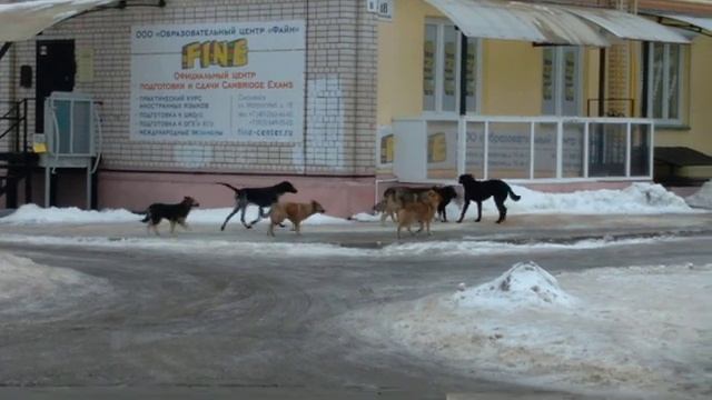 2024.01.30. Стая собак. Смоленск. Утро. Район Энергоинститута..mp4