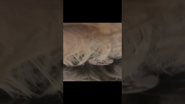 паблито