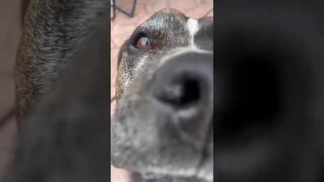 doggo
