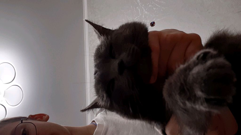 кот!
