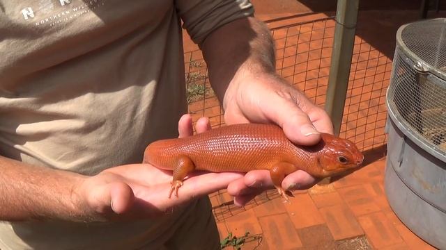 great desert skink (Liopholis kintorei ) Snakes down under Childers