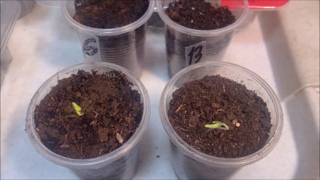 Прорастают семена перцев и баклажанов!