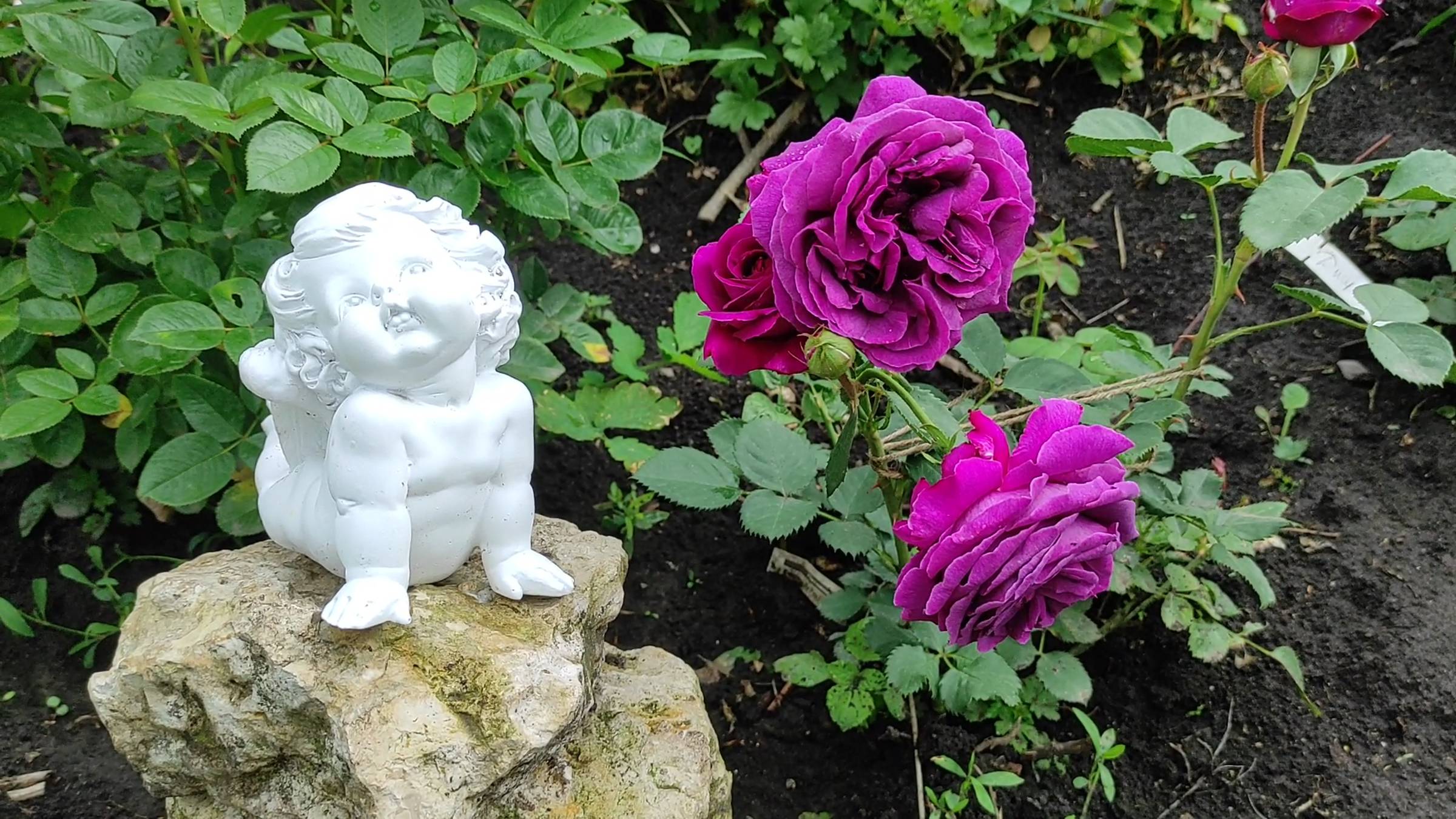 Самые Удивительные Розы, Которые Вас Заворожат!