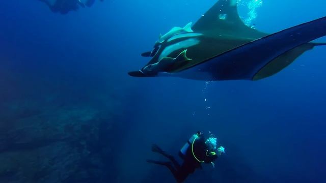 Dancing with Giant Pacific Manta Rays