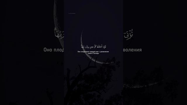 Сура "Ибрахим" аяты 24:26
