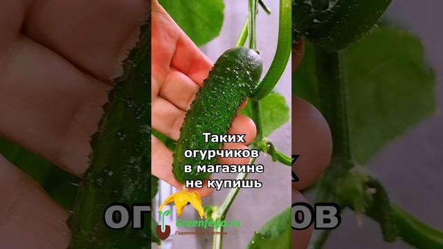 Гидропонная установка для выращивания огурцов