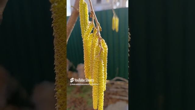 Фундук Трапезунд.Пчелы на пылящих сережках.10.01.2025.Крым.Симферополь.